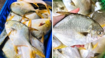 Loại cá thuộc top cá biển ngon nhất, thịt thơm ngon, ít xương: Giá cực rẻ, ra chợ thấy phải mua liền