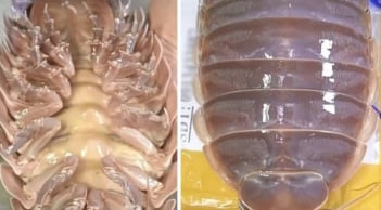 Loại hải sản “nhà giàu” tại Việt Nam: Giá 4 triệu đồng/con vẫn gây tranh cãi mạnh mẽ