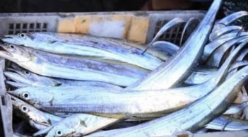 6 loại cá biển quý hiếm không nuôi được nhân tạo, thịt ngon hiếm có khiến dân sành ăn săn lùng