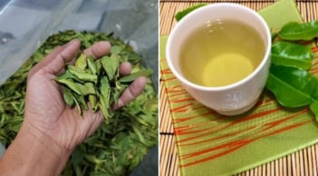 Việt Nam có một loại lá là ‘kháng sinh tự nhiên’, phơi khô đun nước uống tốt cho gan, giúp hạ đường huyết