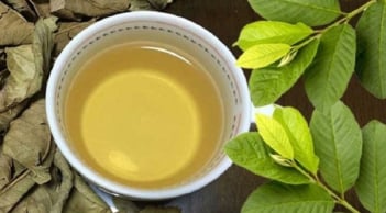 5 người này uống nước lá ổi là Thần Dược: Vừa trẻ, vừa khỏe, lợi đủ đường