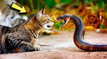 Mèo nhà rất lành nhưng rắn thấy là sợ, kể cả rắn độc: Hóa ra chúng có 1 thứ này