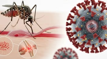 Bệnh Chikungunya đang có xu hướng bùng phát: Cảnh báo 2 nhóm người có nguy cơ mắc bệnh nặng hơn