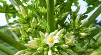 Dùng nhiều hoa đu đủ không tốt cho 5 người này – Lợi chưa thấy, hại đã gần