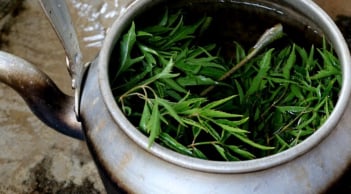 Uống nước lá đinh lăng cực hại với 2 người này, hãy tránh xa!