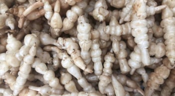 Loại củ trắng giống con sâu này, không những giàu dinh dưỡng, mà làm món ăn cũng rất giòn ngon ngọt và độc đáo