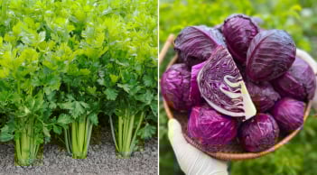6 loại rau củ tính kiềm, ăn thường xuyên để dưỡng gan, thận, thải độc cho cơ thể