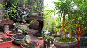 Từ luỹ tre đầu làng thành chậu cây bonsai: Giữ hồn quê, mang lại may mắn và tài lộc