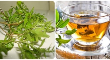 Uống nước lá đinh lăng cực tốt với 3 người này, đừng bỏ phí!
