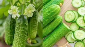 Dưa chuột bị đắng có độc không, có ăn được hay nên bỏ đi?