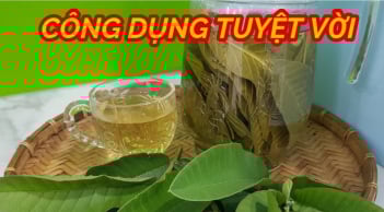 Cách nấu nước lá ổi: Vừa ngon lại bổ cho cả nam và nữ