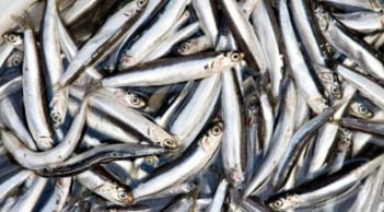 Loại cá giàu canxi gấp nhiều lần cá hồi, giá siêu rẻ, bán đầy chợ Việt