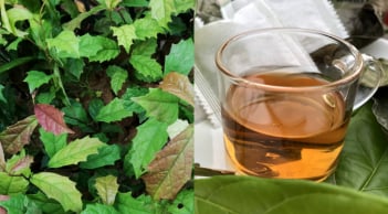 Uống nước lá xạ đen, cơ thể nhận được 3 lợi ích tuyệt vời này