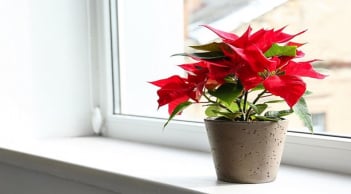 5 loại cây cảnh tuy rất đẹp, nhưng không tốt khi trồng trong nhà, cẩn thận kẻo mang họa