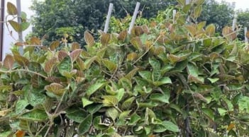 Loại rau dại từng mọc bờ bụi, ăn với thịt chó: Giờ thành đặc sản 50.000đ/kg, muốn mua phải đặt trước