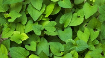 Những người không nên ăn rau diếp cá