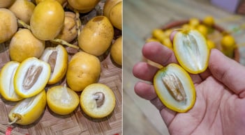 Vì sao khi ăn chà là tươi, cắn dọc thấy ngọt, cắn ngang thì chát?