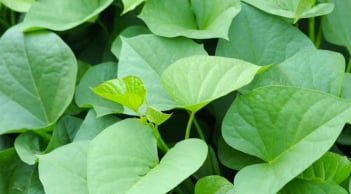 Bất ngờ, ăn rau khoai lang sẽ giúp giảm lượng đường huyết cao