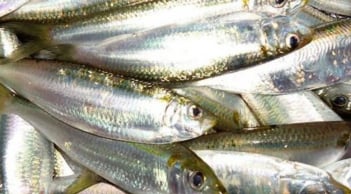 7 loại cá nên mua ngay khi thấy ở chợ: Bổ ngang nhân sâm, sạch, giá cực rẻ