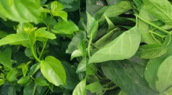 Loại rau là “thần dược xanh” ẩn mình giữa núi rừng Tây Bắc