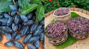Trám đen – thứ quả đen nhánh, bở bùi, một mùa trong năm và cả một trời thương nhớ