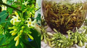 Hoa đu đủ đực: Dược liệu tốt nhưng 5 người này không nên dùng nhiều kẻo lợi chưa thấy hại đã gần