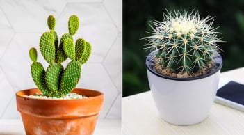 Đặt 3 loại cây này trong phòng ngủ, tiền bạc thất thoát, làm mãi không giàu