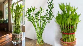 Trồng cây phát tài phát lộc rước may mắn giàu sang nhưng cần chú ý những điều này kẻo phạm phong thủy