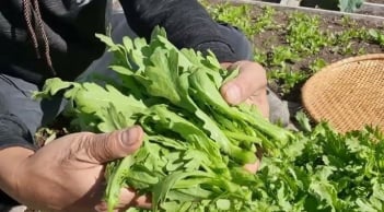 Loại rau rắc hạt 10 ngày là được ăn, dưỡng tim - bổ phổi