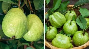 Cách chọn ổi giòn ngọt, nên lấy quả trơn nhẵn hay sần sùi?