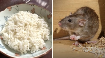 Mẹo đuổi chuột bằng cơm nguội đơn giản, hiệu quả, nhà nào cũng làm được