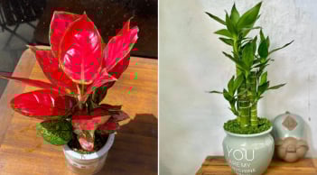 4 loại cây phát tài nên đặt lên bàn thờ, tổ tiên phù hộ độ trì, gia đạo hưng thịnh