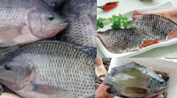 Thực hư thông tin ăn cá rô phi gây độc hại cho cơ thể, chuyên gia lên tiếng