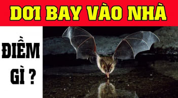 4 con vật đến nhờ tưởng May hoá Gở, đừng cố giữ lại kẻo Tiền mất tật mang