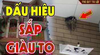 5 loài vật ghé nhà không chịu đi: Điềm báo phong thủy Tiền Vào Như Nước