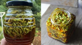 Bị bệnh gì có thể dùng hoa đu đủ đực ngâm mật ong?