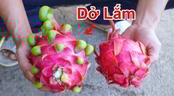 Mua thanh long chọn quả tai ngắn hay tai dài? Biết điểm này chọn 10 quả đều trúng
