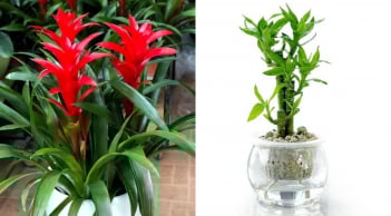 6 loại cây cảnh hút lộc, chỉ cần 1 chậu giúp gia đình luôn thịnh vượng và may mắn