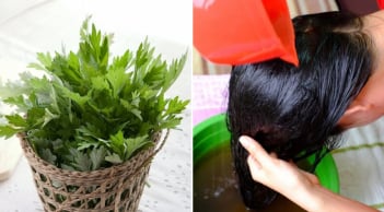 Cách gội đầu bằng nước ngải cứu chống rụng tóc, kích thích tóc con mọc không ngừng