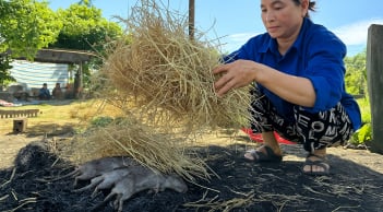 Cả làng ở Nghệ An săn chuột đồng, nghề tay trái kiếm tiền triệu mỗi đêm