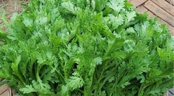 Rau cải cúc (tần ô) không chỉ ngon còn nhiều lợi ích cho Gan