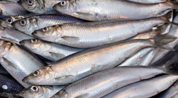 4 loại cá giàu omega-3 và canxi, rẻ hơn cá hồi, chợ Việt bán đầy - Đừng bỏ lỡ “báu vật sức khỏe” này