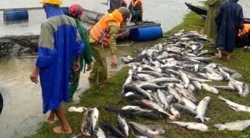 Ngư dân Hà Tĩnh khóc ròng: 20 tấn cá lồng bè chết trắng sau bão Bualoi