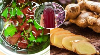 Vì sao uống nước lá tía tô nên thêm gừng?