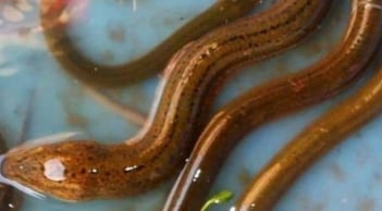 Người xưa dặn con cháu: dù nghèo đến đâu cũng không nên ăn lươn trông trăng, lươn trông trăng là gì?