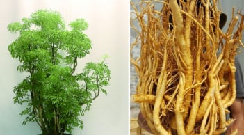 Trồng cây đinh lăng bao nhiêu tuổi là tốt nhất? Mẹo chọn đinh lăng đảm bảo dược tính