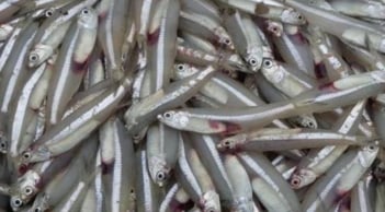 7 loại cá nên mua ngay khi gặp ở chợ: Bổ dưỡng ngang nhân sâm, tổ yến, lại an toàn không hóa chất
