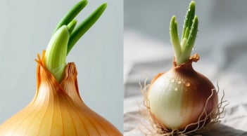 Hành tây mọc mầm xanh, ăn được hay nên bỏ?