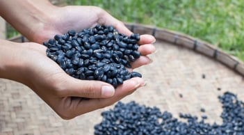 Uống 2 ly trà Đậu đen trước bữa ăn, giúp giảm cân, ít rụng tóc, da đẹp và trẻ lâu