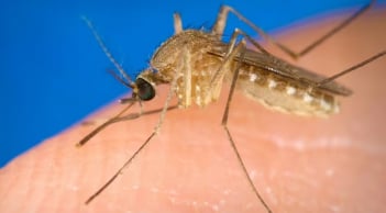 Virus lạ do muỗi truyền qua người khiến 63 người tử vong: 7 triệu chứng giống cúm nhưng cực nguy hiểm